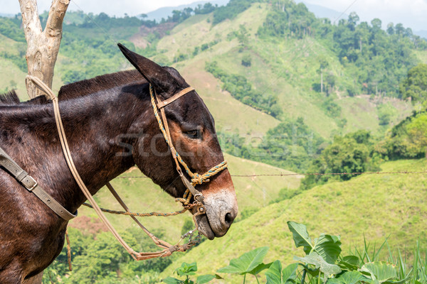 Osioł wzgórza dział Kolumbia twarz Zdjęcia stock © jkraft5