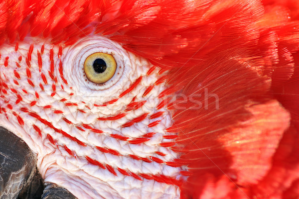 Closeup of a Scarlet Macaw Stock photo © jkraft5