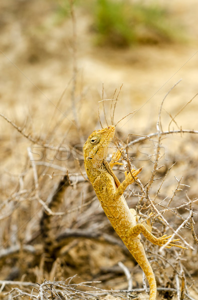 Stock photo: Small Yellow Lizard