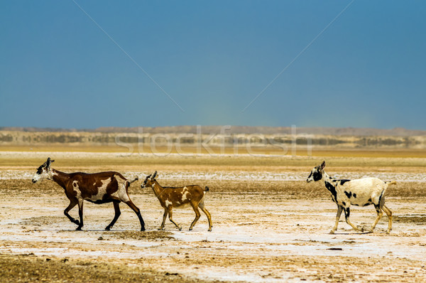 Trei caprine deşert la natură fermă Imagine de stoc © jkraft5