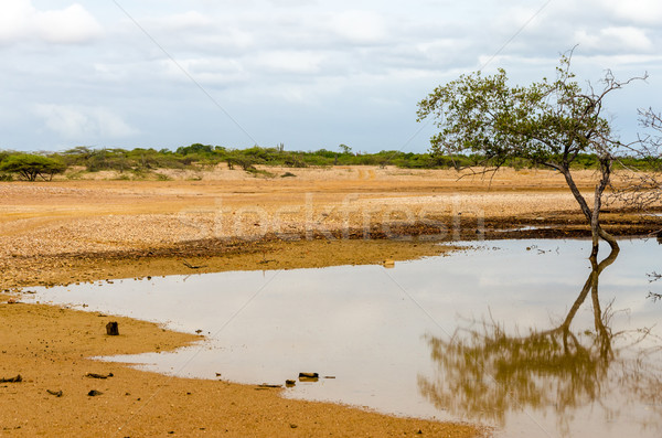 Tree Reflected in Water Stock photo © jkraft5