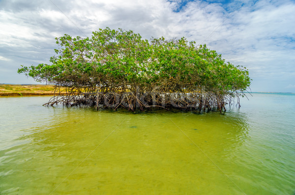 Acqua albero costa la panorama mare Foto d'archivio © jkraft5