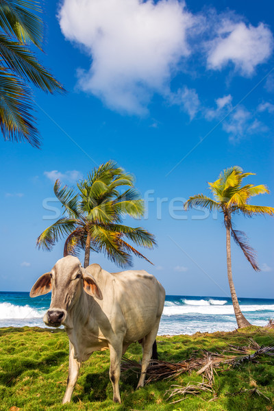 Beach Cow Stock photo © jkraft5