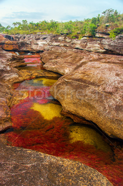 Veelkleurig rivier Colombia mooie Rood Geel Stockfoto © jkraft5