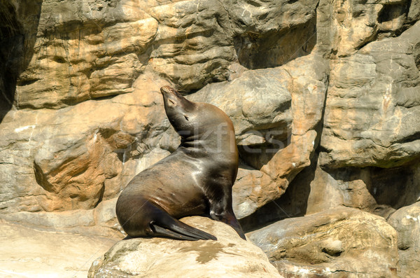 Seated Sea Lion Stock photo © jkraft5