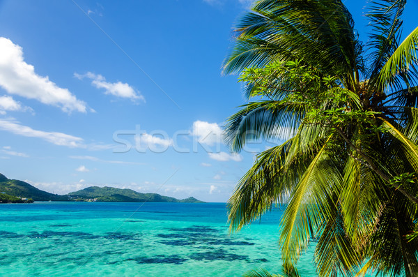 Palm Tree and Seascape Stock photo © jkraft5