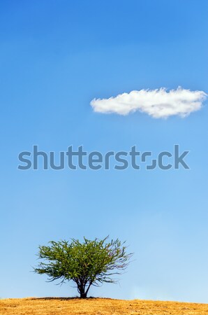 Egyedüli fa felhő kék ég háttér szépség Stock fotó © jkraft5