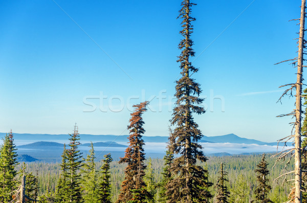 Tall Pine Trees and Hilly Background Stock photo © jkraft5