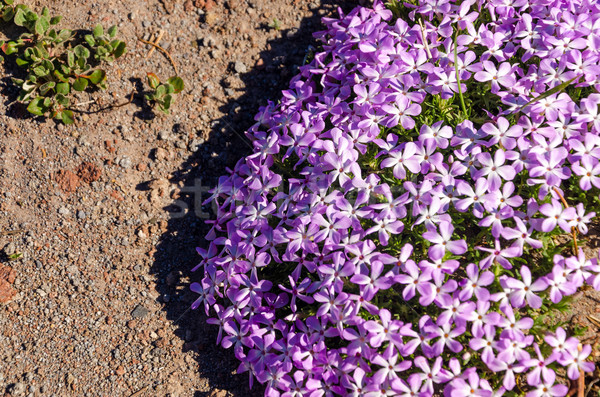 Purple Flowers Stock photo © jkraft5