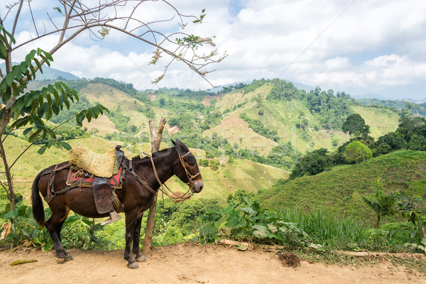 Donkey and Hills Stock photo © jkraft5