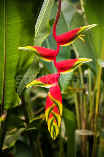 Red Heliconia Flower Stock photo © jkraft5