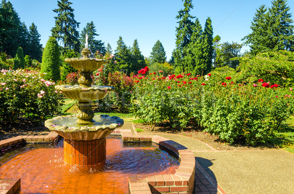 Fountain in a Rose Garden Stock photo © jkraft5