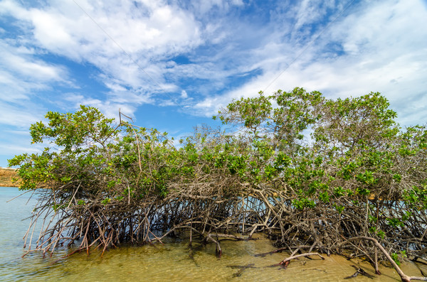 Mangrove Stock photo © jkraft5