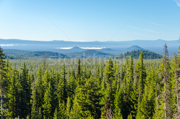 Stock foto: Wald · Hügeln · Kiefer · blau · zentrale · Oregon