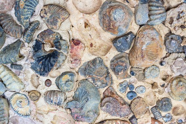 Fossils in a Rock Stock photo © jkraft5