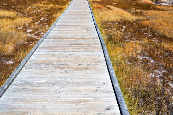 Boardwalk in Yellowstone National Park Stock photo © jkraft5