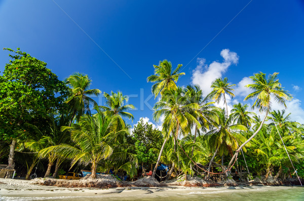 Palm Tree Coast Stock photo © jkraft5