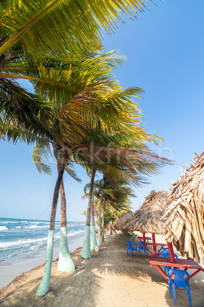 Palm Trees and Beach Stock photo © jkraft5