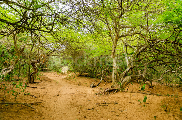 Path through a Forest Stock photo © jkraft5