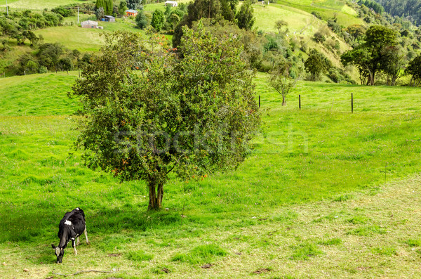 Cow and Tree Stock photo © jkraft5