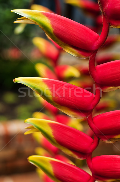 Hummer Klaue Blume rot Vogel Farbe Stock foto © jkraft5