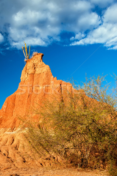 Trocken verwitterten Felsformation groß Kaktus Baum Stock foto © jkraft5