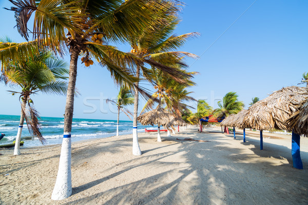 Palm Trees and Sand Stock photo © jkraft5