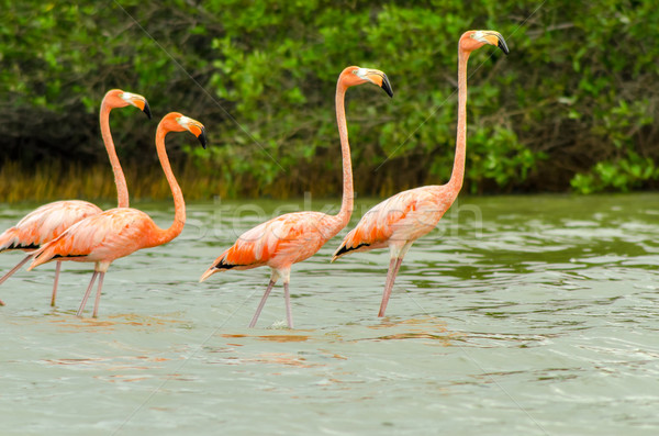 Walking Flamingos Stock photo © jkraft5