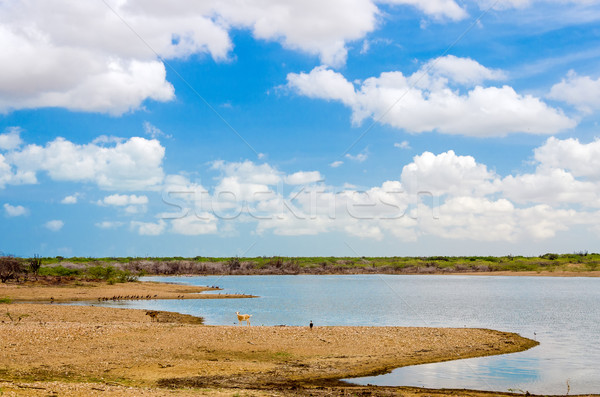Lake in La Guajira Stock photo © jkraft5