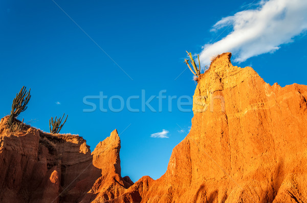 Stock photo: Cactus on Rocky Outcrop