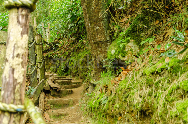 Forest Trail Stock photo © jkraft5
