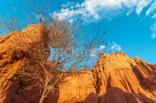 Dry Tree in Small Canyon Stock photo © jkraft5