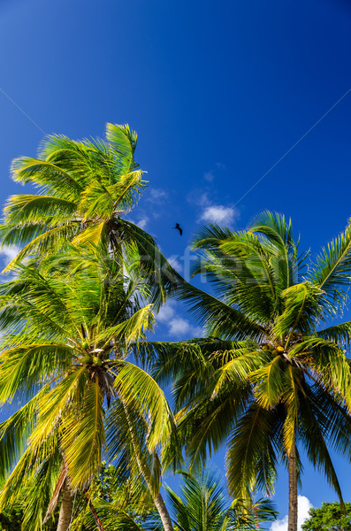 Palm Tree and Blue Sky Stock photo © jkraft5