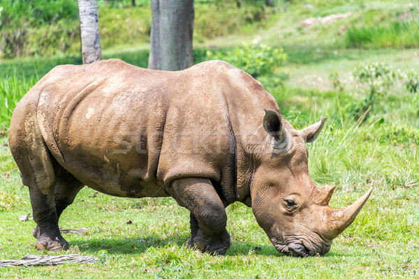 Rinoceronte grande luxuriante grama verde natureza verde Foto stock © jkraft5