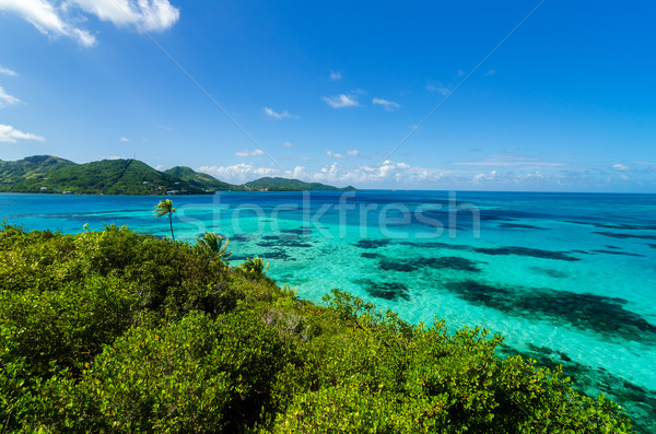 Jungle and Turquoise Water Stock photo © jkraft5