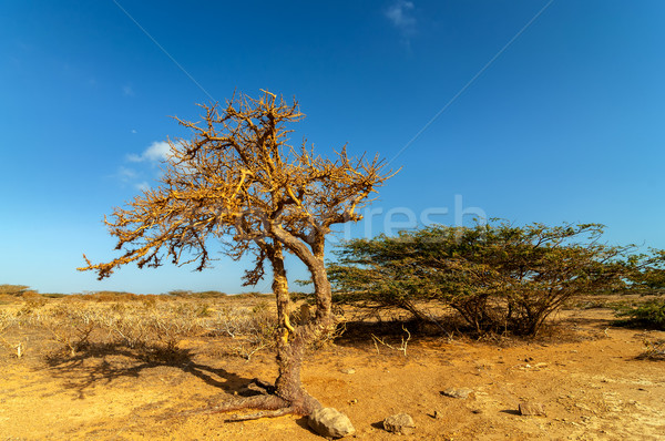Dry Twisted Tree in a Desert Stock photo © jkraft5