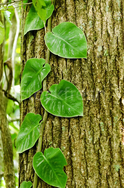 Bladeren schors textuur groene bladeren groeiend boom Stockfoto © jkraft5