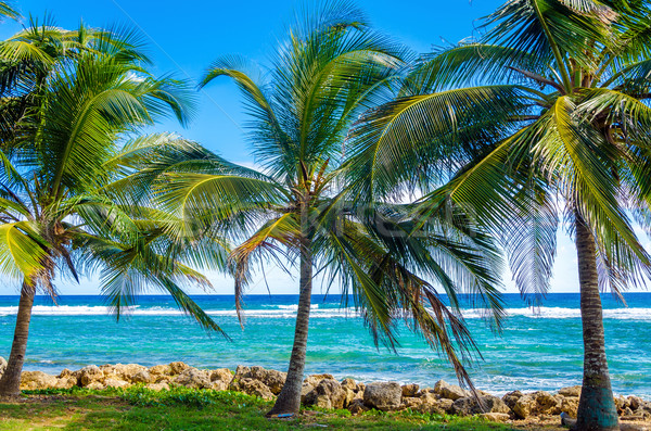 Palm Trees and Sea Stock photo © jkraft5