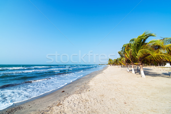 Beach and Palm Trees Stock photo © jkraft5