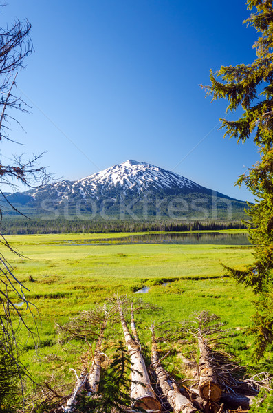 Vertical burlac copaci Oregon cer Imagine de stoc © jkraft5