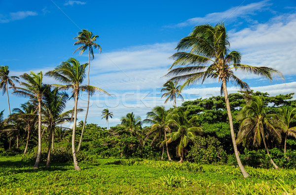 Lush Tropical Clearing with Palm Trees Stock photo © jkraft5