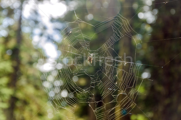 Spider and Web Stock photo © jkraft5