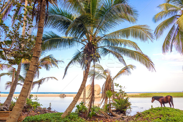 Palm Trees and Horse Stock photo © jkraft5