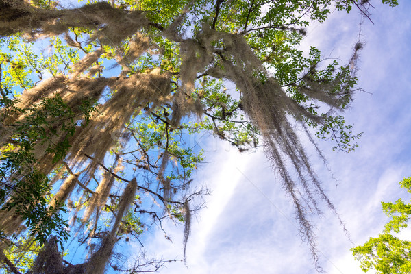 Spanish Moss on a Tree Stock photo © jkraft5