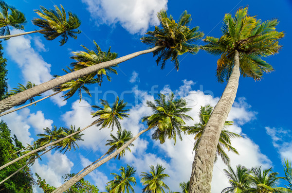 Palm Trees and Sky Stock photo © jkraft5