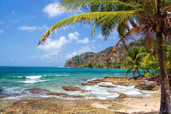 Palmier Insulele Caraibe mare verde coastă la Imagine de stoc © jkraft5