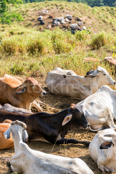 Group of Cows Stock photo © jkraft5