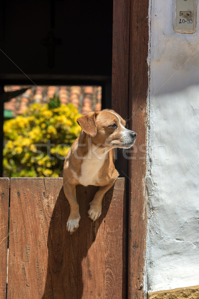 Dog in a Door Stock photo © jkraft5