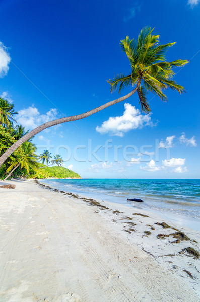 Deserted Beach and Palm Trees Stock photo © jkraft5