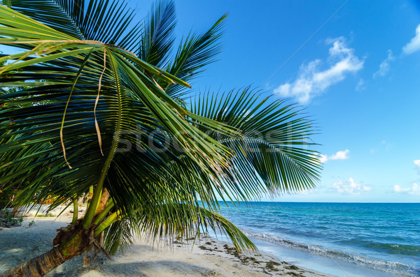 Small Palm Tree Stock photo © jkraft5